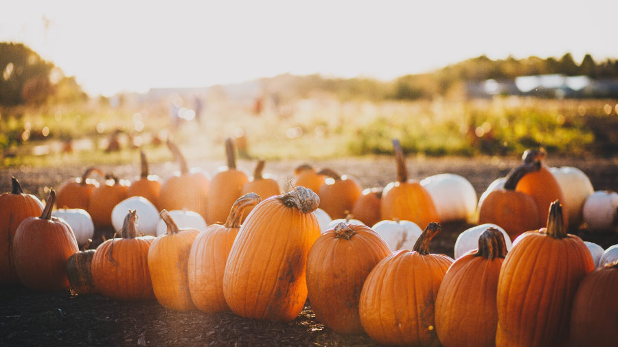 Pumpkin-week in Mensa am Park