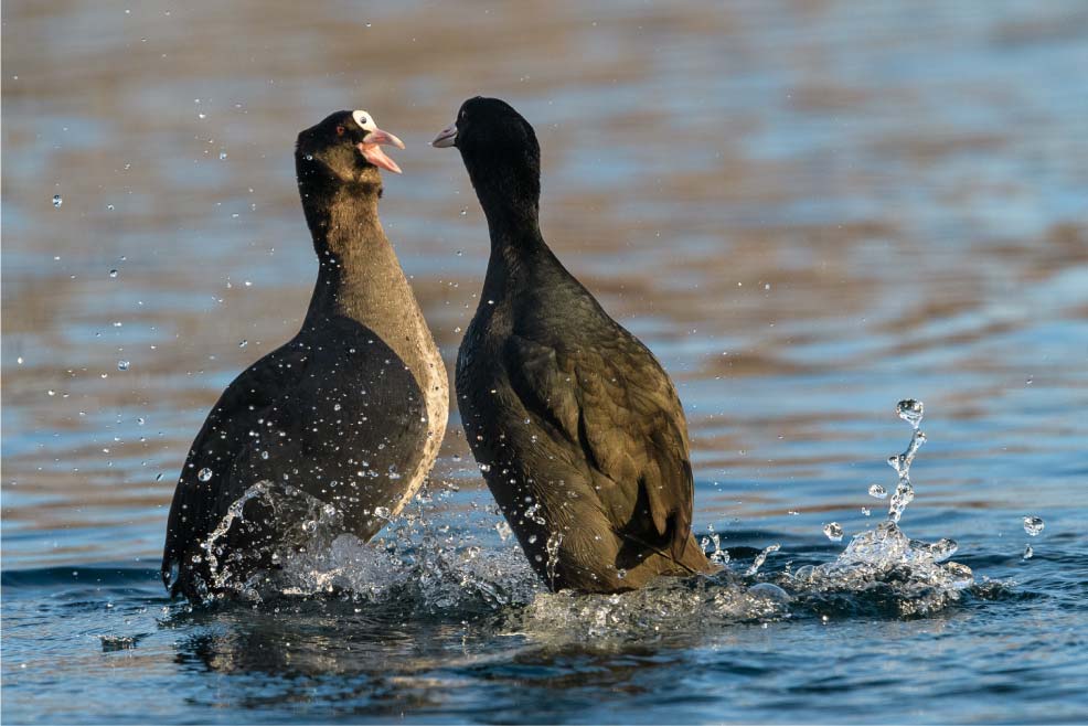 Wild Leipzig: New photo exhibition starting in mid-March